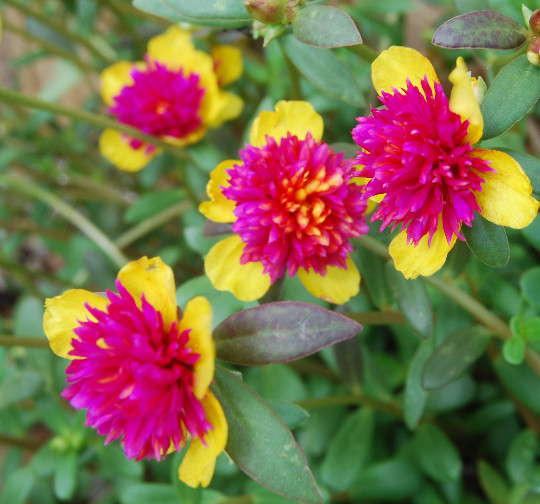 Cinderella Fairy Tale Purslane – Double Guava – Portulaca Oleracea