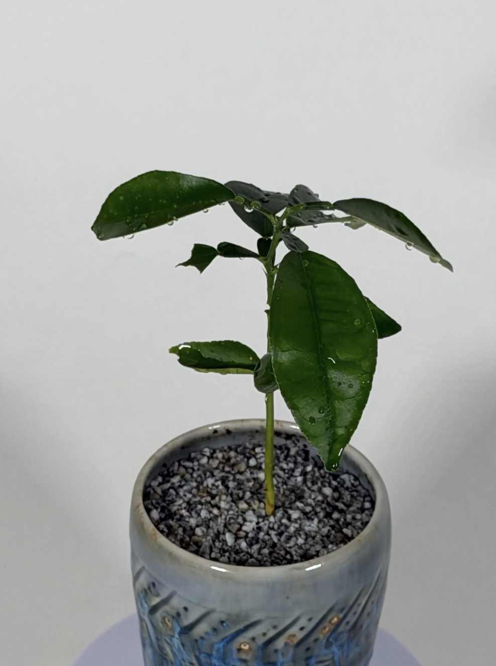 Live Citrus Tree Seedling 5” Rooted Plant Indoor Patio Citrus Starter