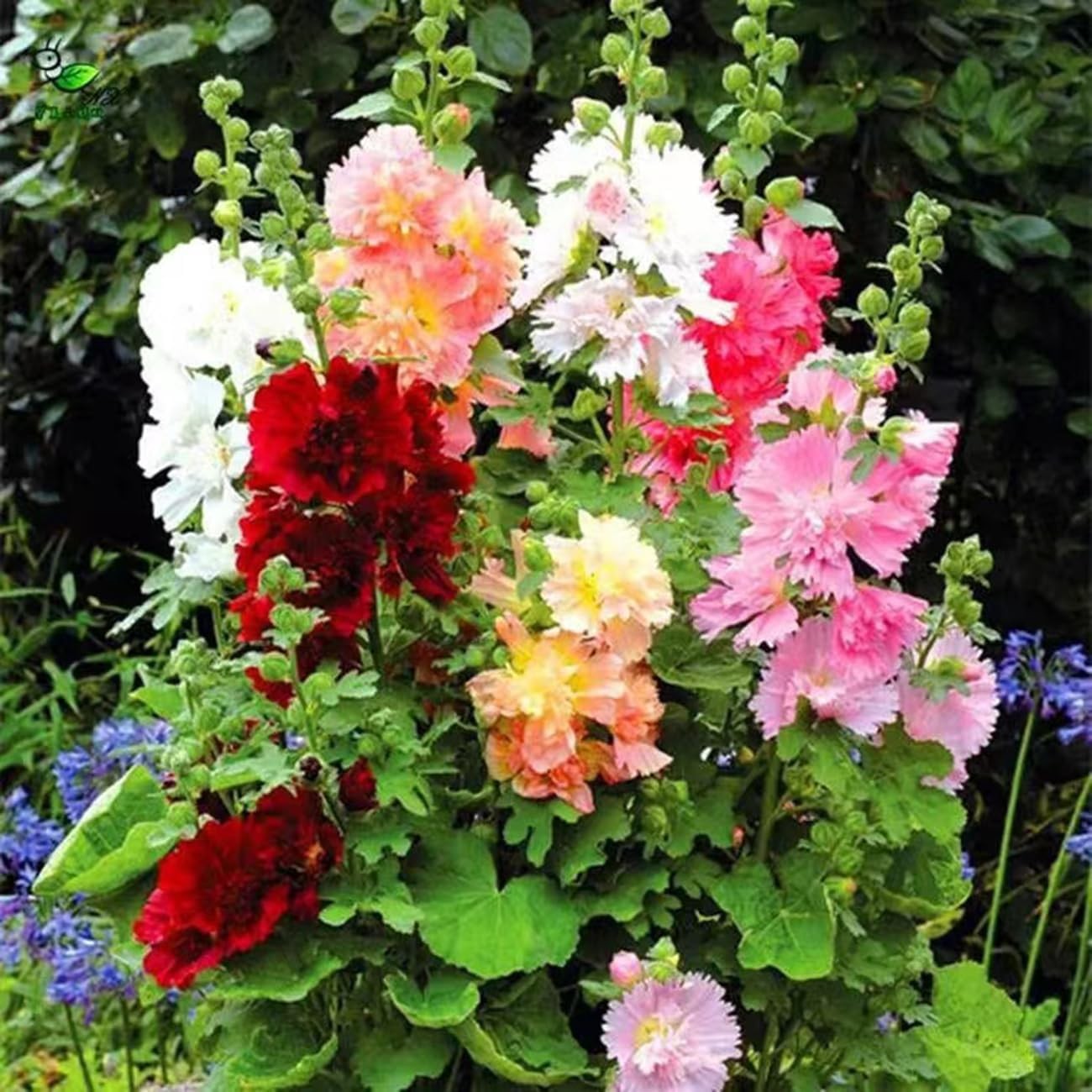 350+ Hollyhock Seeds Carnival Mix Giant Mallow Double Flowers Brown
