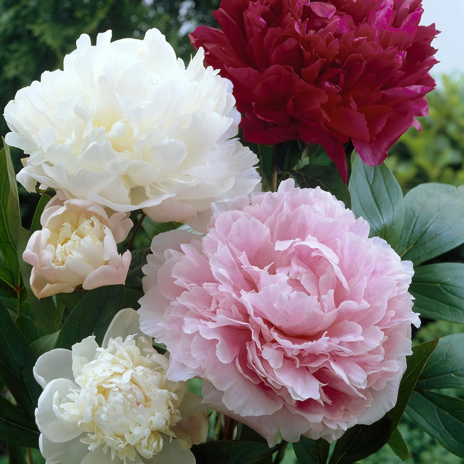 Rare Peony Seeds for Planting – 100+ Peony Seeds Heirloom Seeds Beautiful Flower