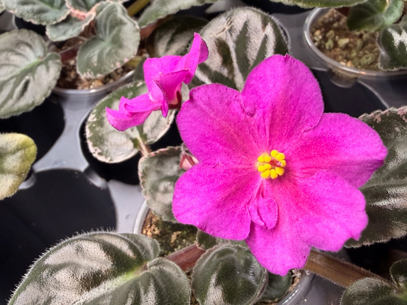 African Violet Plant Ma’s Jamaica Farewell Starter Plant Standard