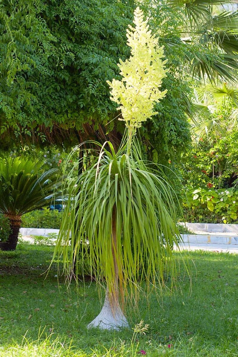 Ponytail Palm Tree Seeds Beaucarnea Recurvata Seed Pack Elephant Foot