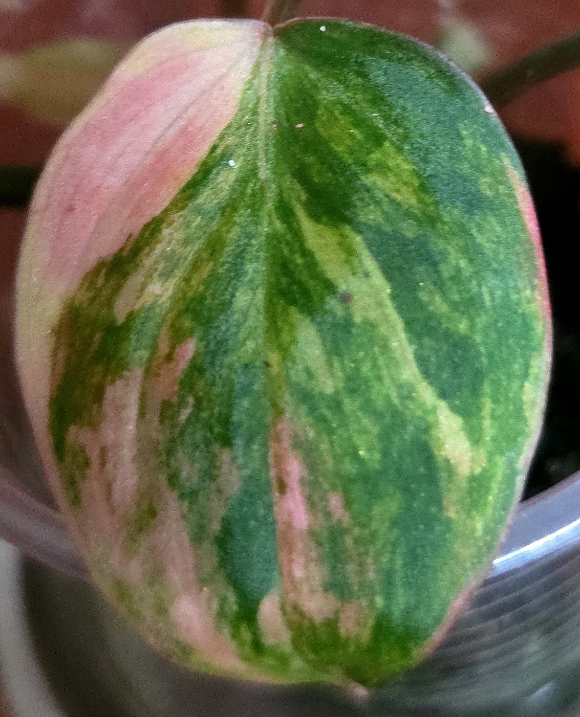 Rare Philodendron Variegated Pink Micans Ferrari Aroid Not Anthurium Monstera