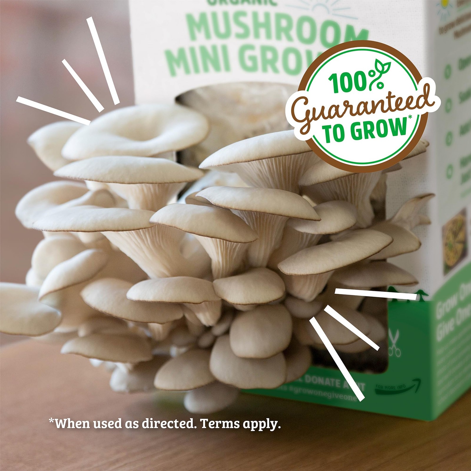 Back to the Roots Organic Mini Mushroom Grow Kit Harvest Gourmet Oyster