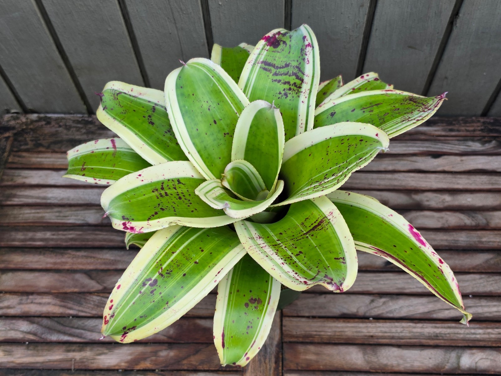 Neoregelia ‘Ink Well’ (Albo-Marginated) rare bromeliad 6”pot