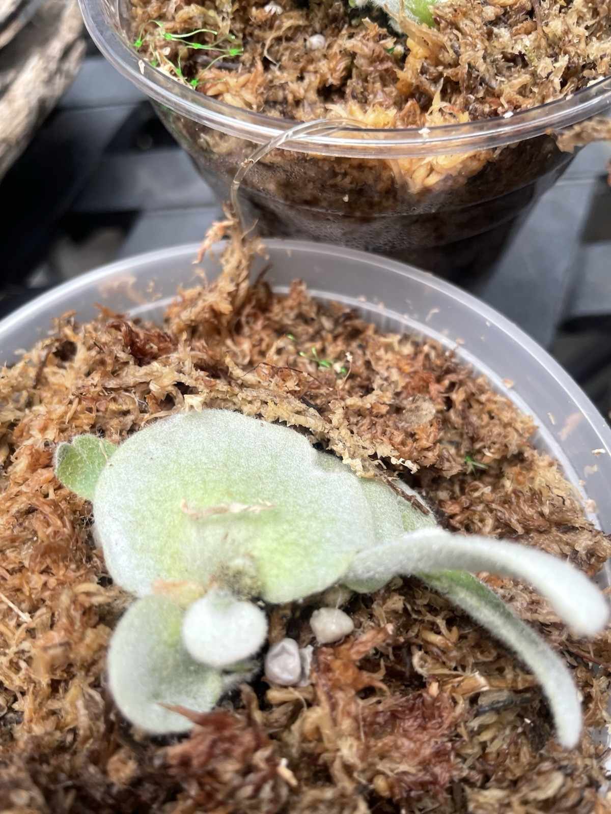 Platycerium Pedro Tatsuta