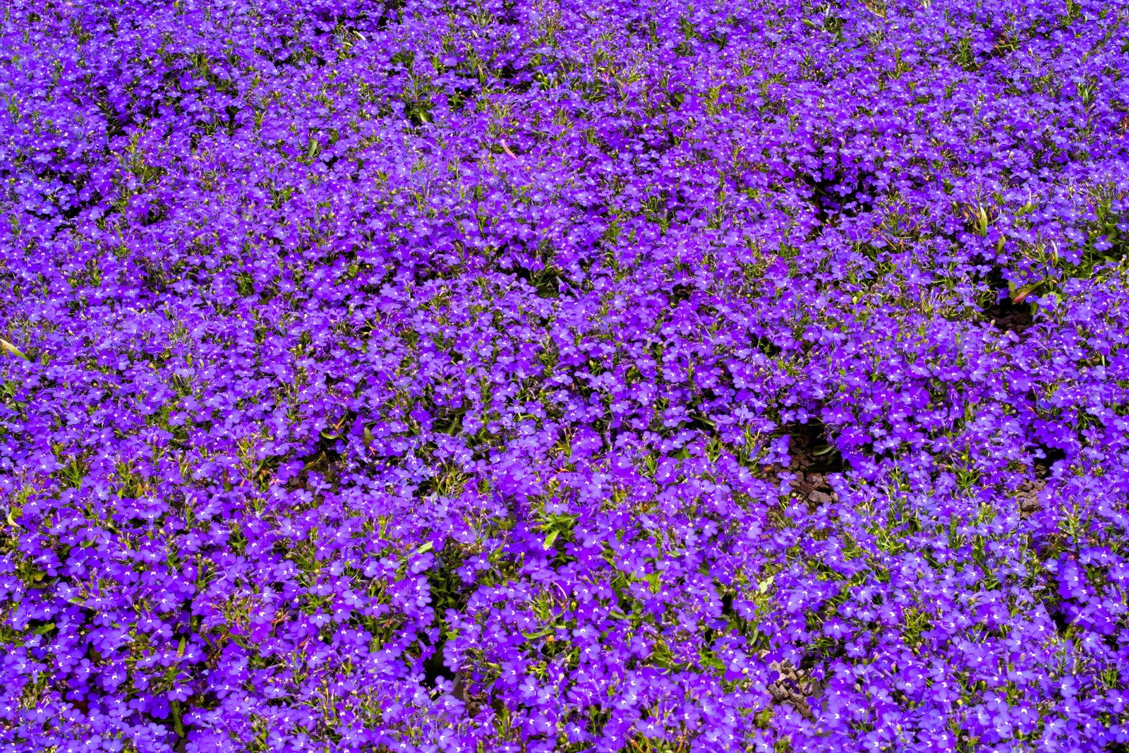200 MRS CLIBRAN LOBELIA Erinus Lavender Purple & White Flower Seeds *Comb S/H
