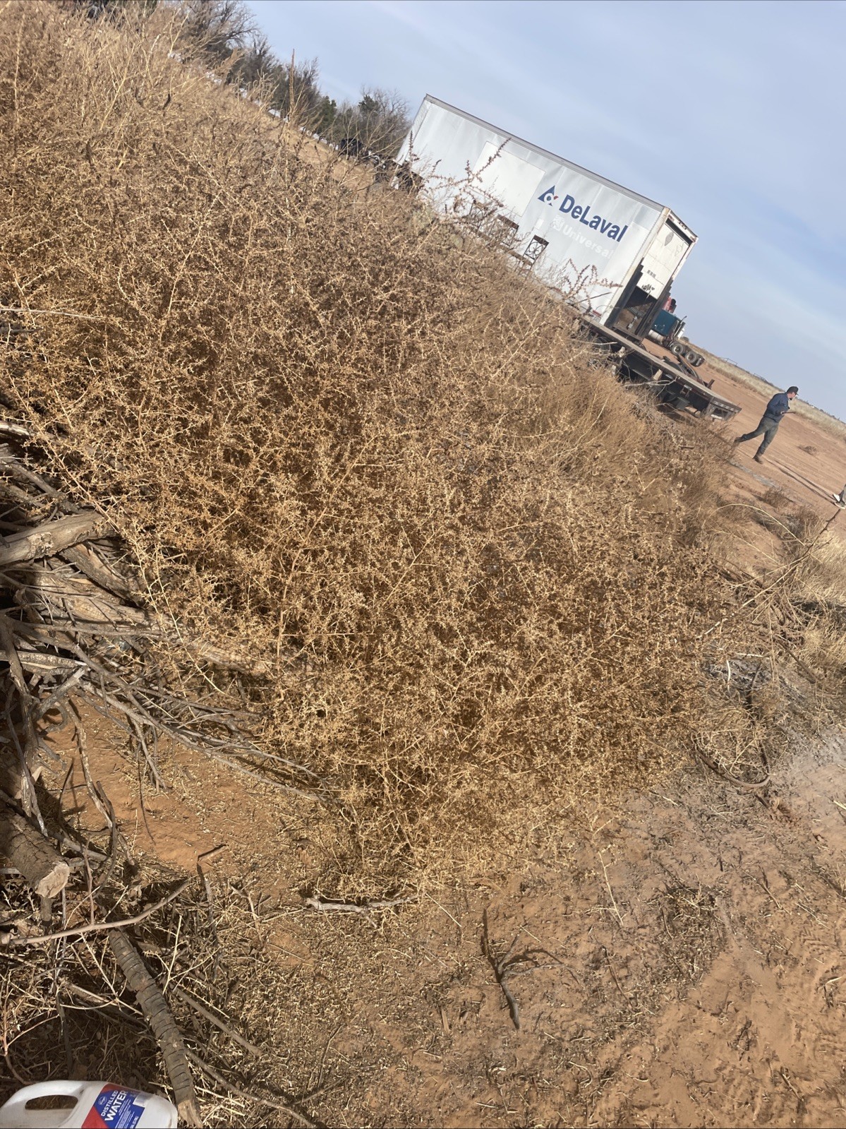West Texas tumble weeds. Fresh rolled and rounded.