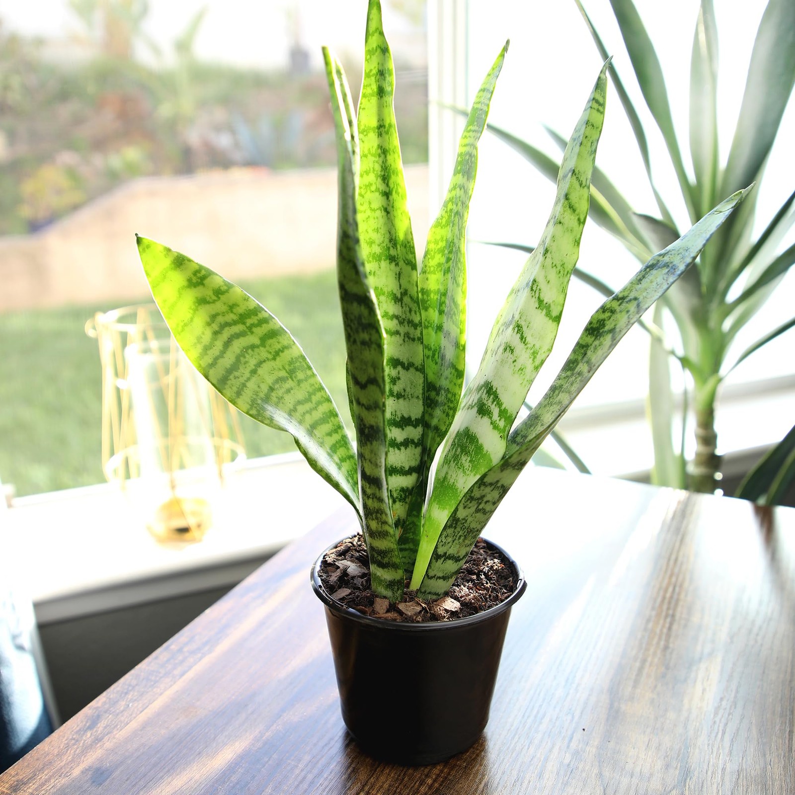 Altman Plants Live Snake Plant Zeylanica Approx. 13 Tall Virtually