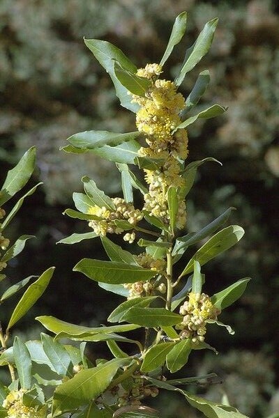 Bay Leaf Tree – 5-6″ Tall Live Plant, Seedling, Sweet Bay Laurel, Laurus nobilis