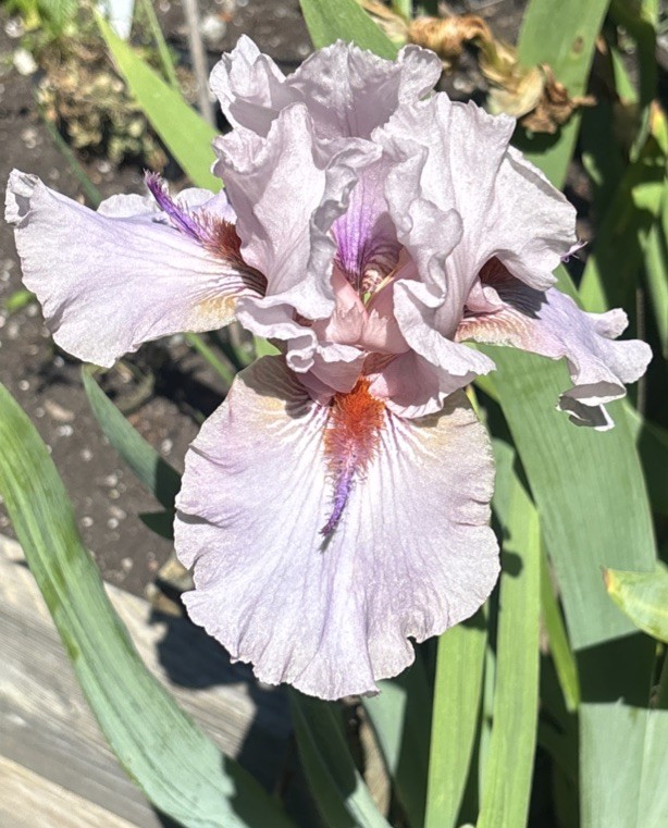 Pink / Purple Iris Rhizome Perennial AV