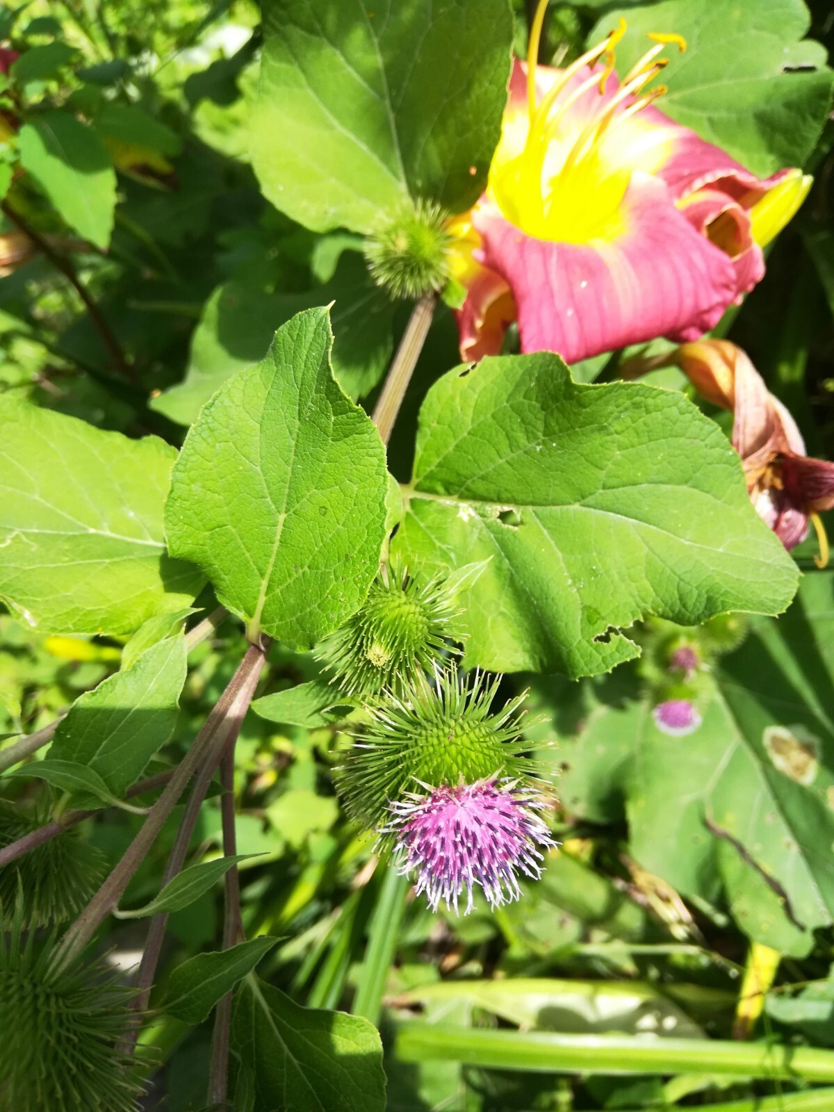 Greater Burdoch, Arctium Lappa 1/4 Tsp.