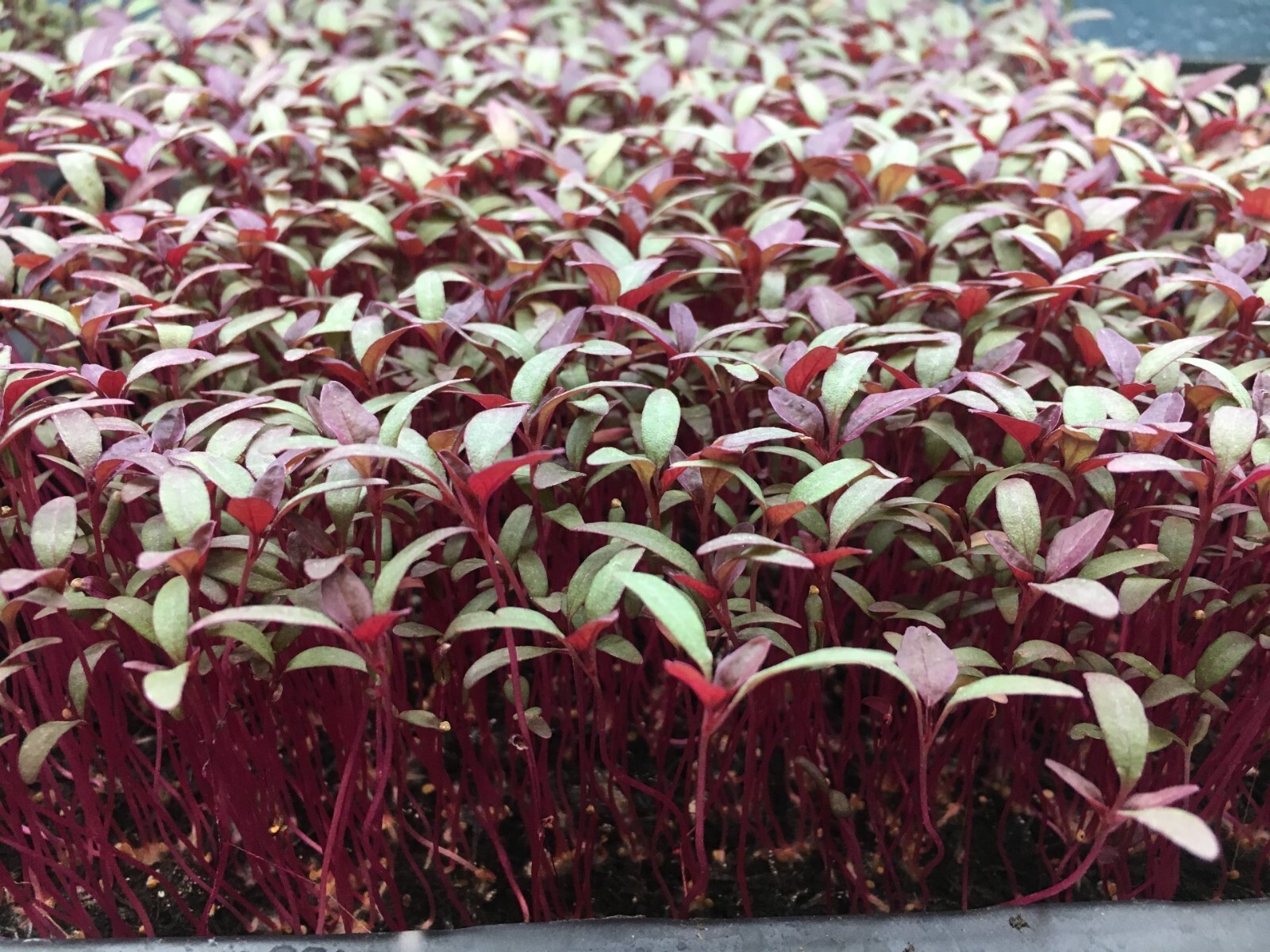 Amaranth Seeds, Red Garnet Amaranth Grain , Seeds to plant in your home garden.