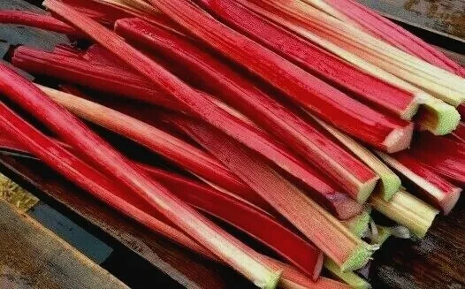 RHUBARB SEEDS 100 “Victoria” perennial VEGETABLE garden FREE USA SHIPPING