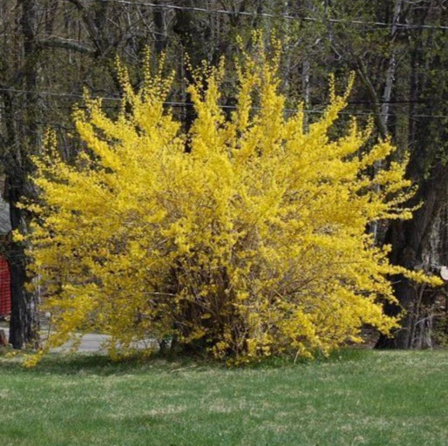 Live Lynwood Gold Forsythia – 4” Pot – Bright Yellow Blooms – Fast-Growing Shrub