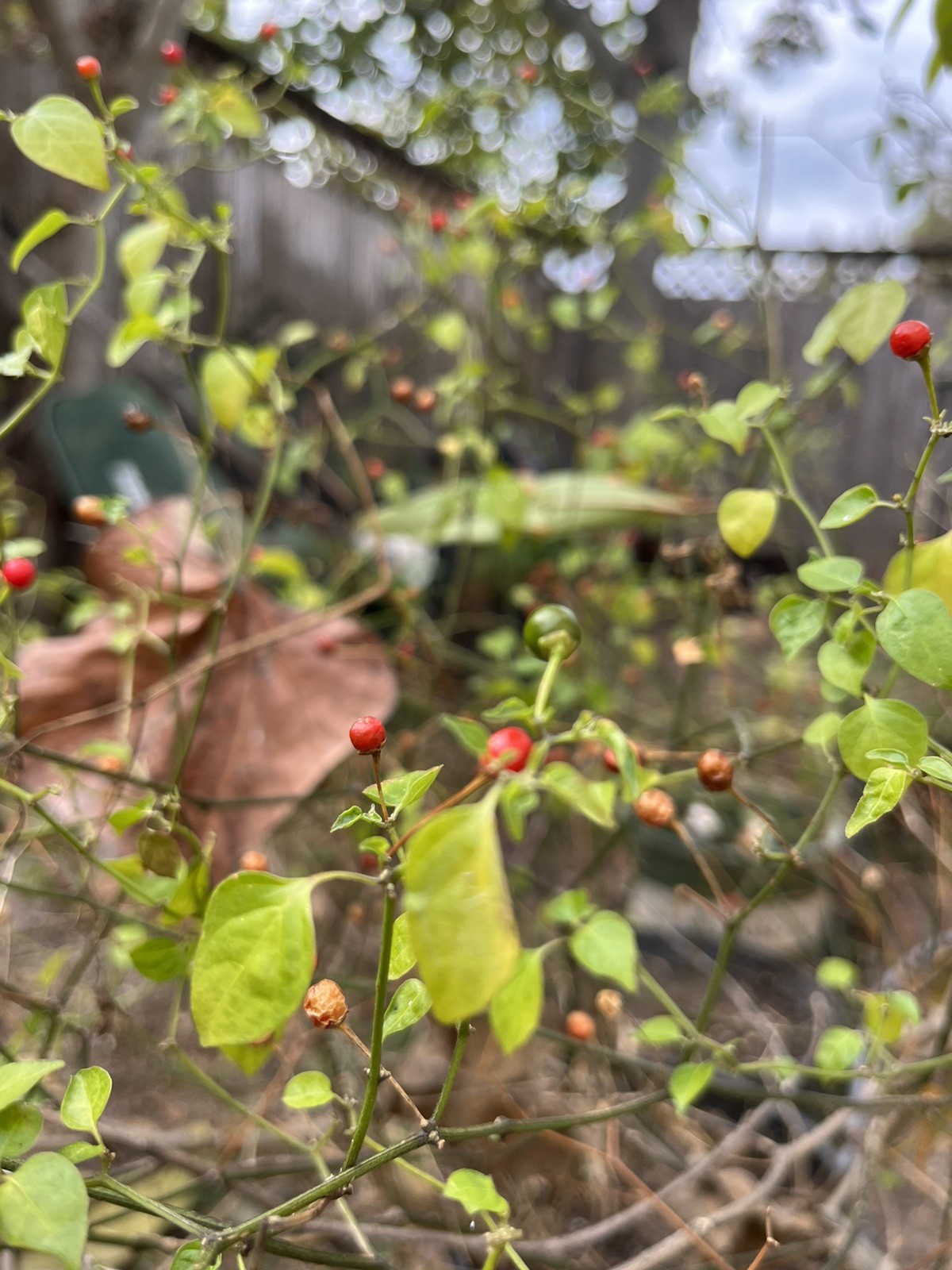 (80 SEEDS) PREMIUM CHILE PEQUIN BIRD EYE HOT PEPPER SEEDS FREE SHIPPING