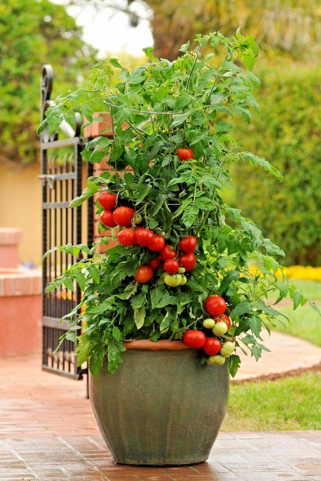 26+Patio BUSH TOMATO Seeds Organic Compact 36″ Plant Vegetable Garden Container