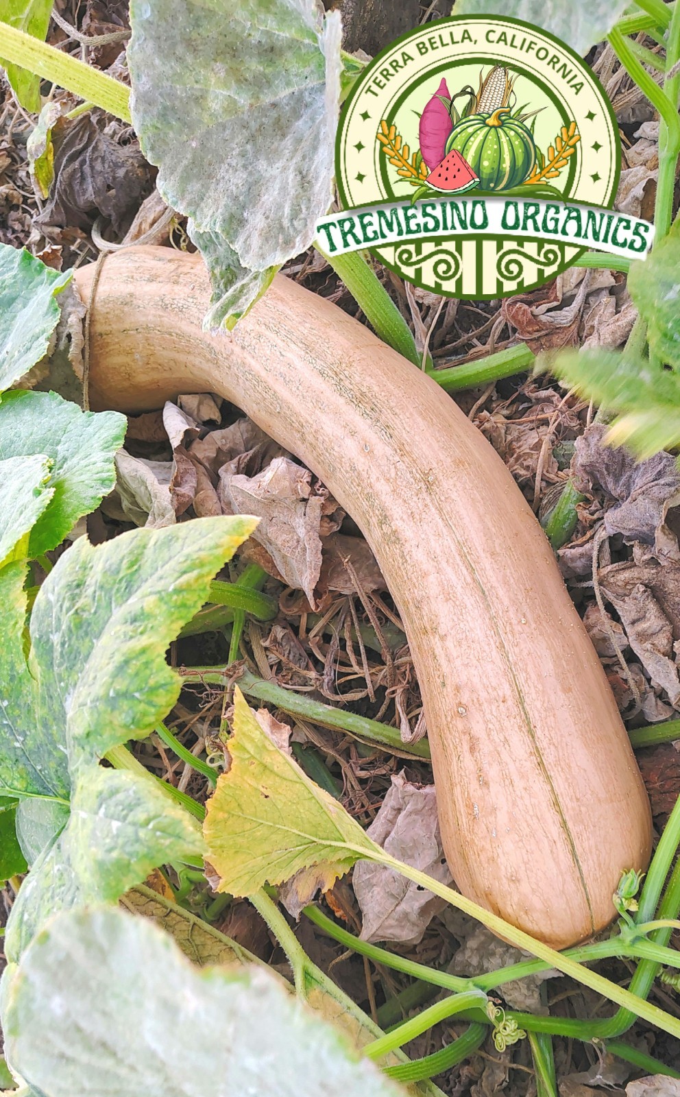 Organic Mexican Long Striped Squash 20 Seeds- Calabaza Mexicana, 20 Semillas