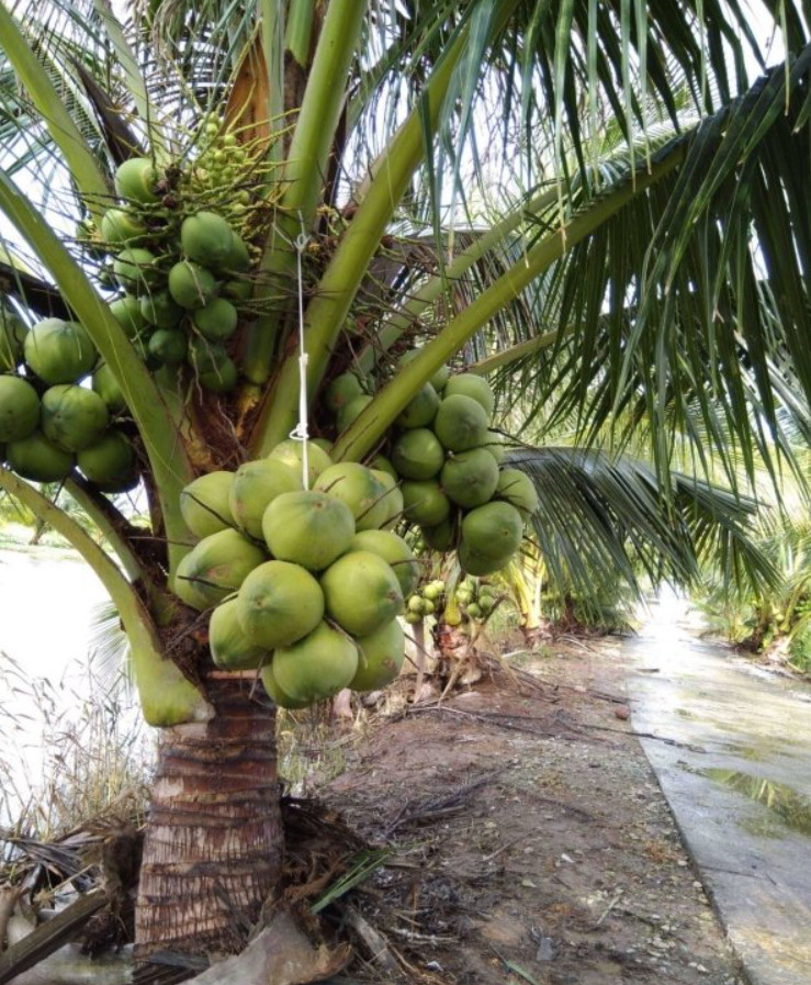 🥥 1 Dwarf Green Malayan Coconut Seed – Tropical Edible Palm – Unsprouted