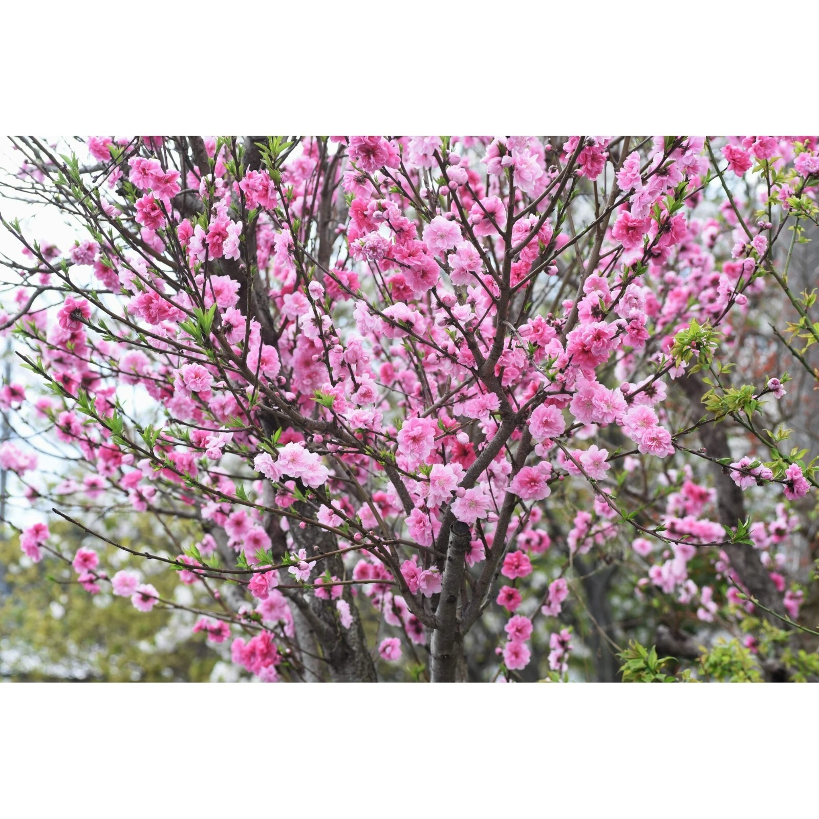 5 Peach Tree Seeds Dwarf Loring NEMAGUARD (Prunus persica) Fast Hardy Fruit #28