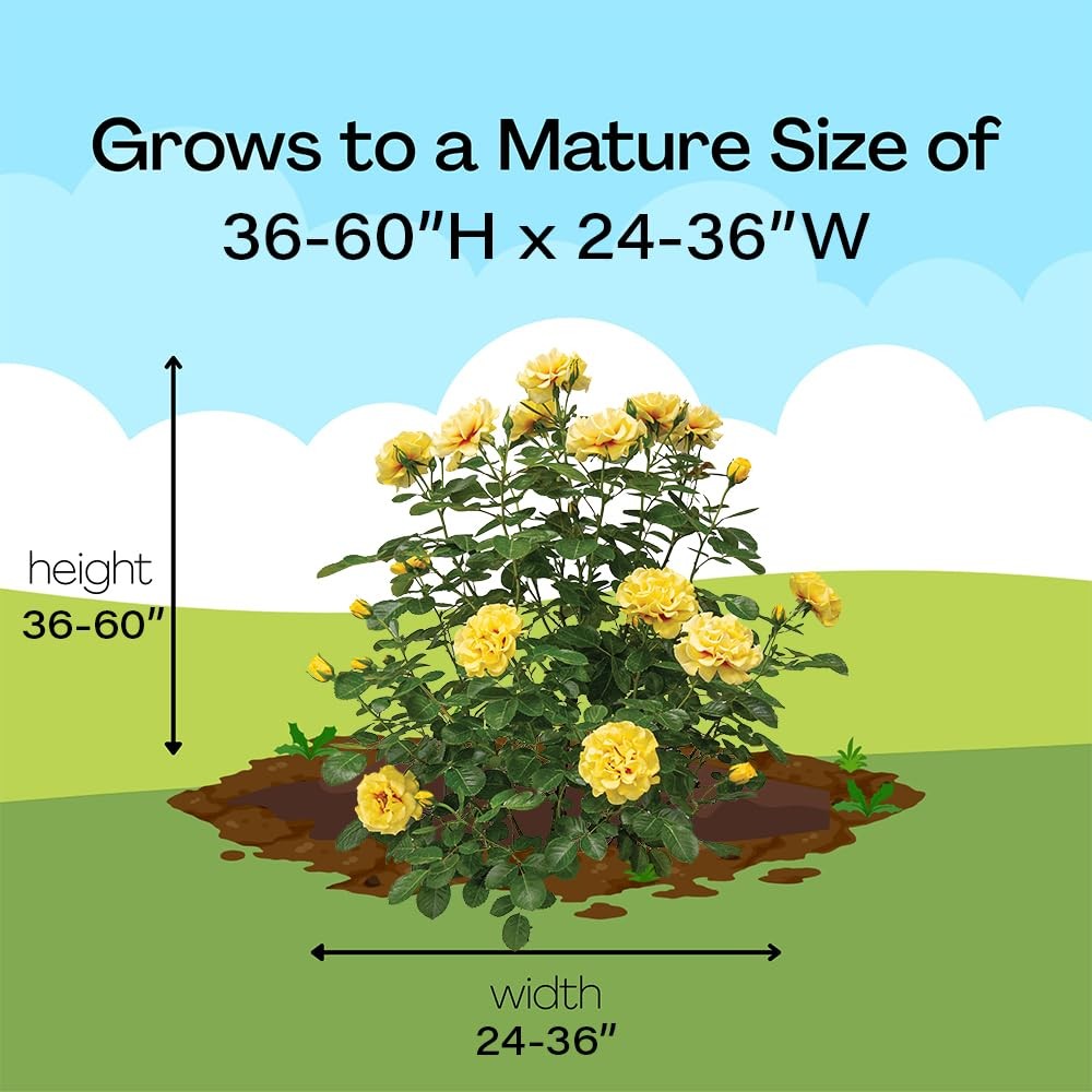 Proven Winners 2 Gal. Rise Up Ringo Climbing Rose Shrub