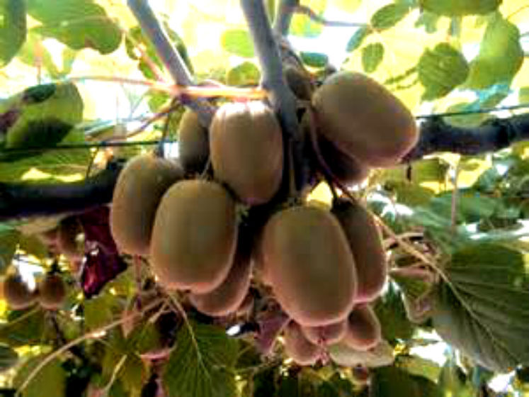 Golden Kiwi Fruit Seeds 10 Seeds Hardy Zone 7-11 SWEET TASTE! COMB. S/H