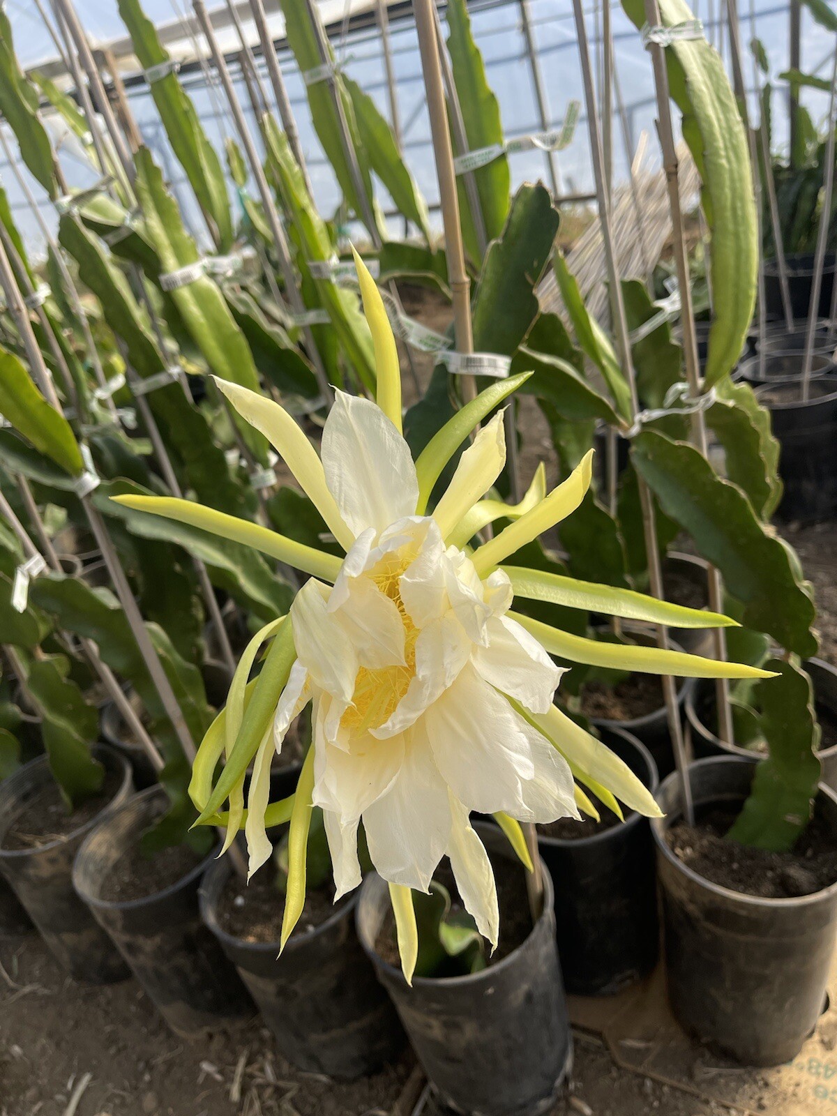 Mature “DIEGO’S DK SEEDLING” Dragon Fruit Cuttings