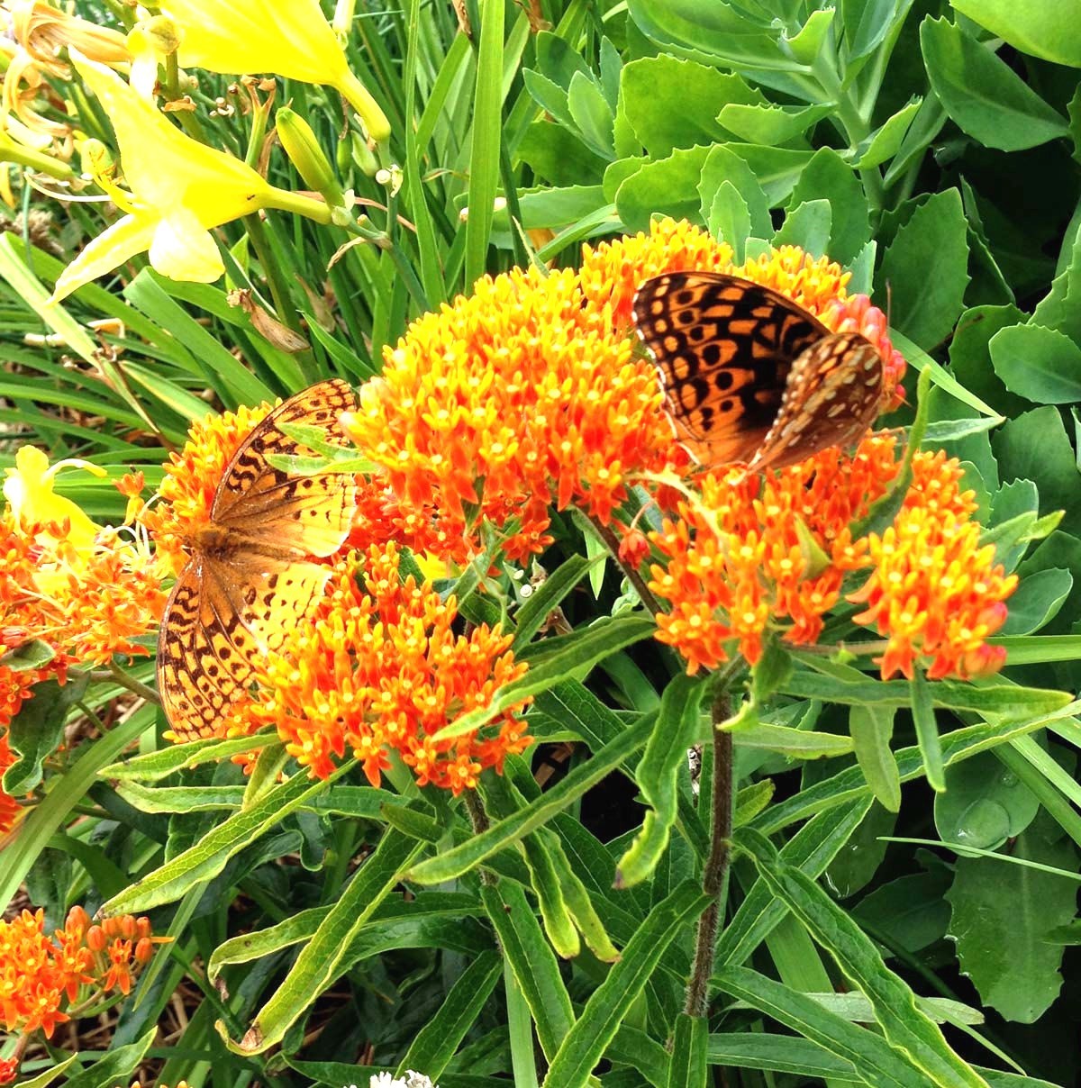 51+ORANGE BUTTERFLY Weed Seeds Native Wildflower Container Garden Heat Cold Easy