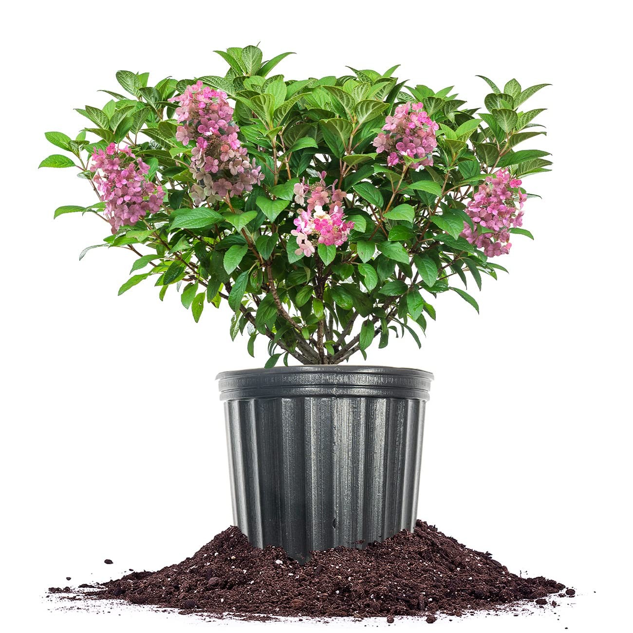 Little Quick Fire Hydrangea Shrub in 3 Gallon Pot | Early Blooming White to P…
