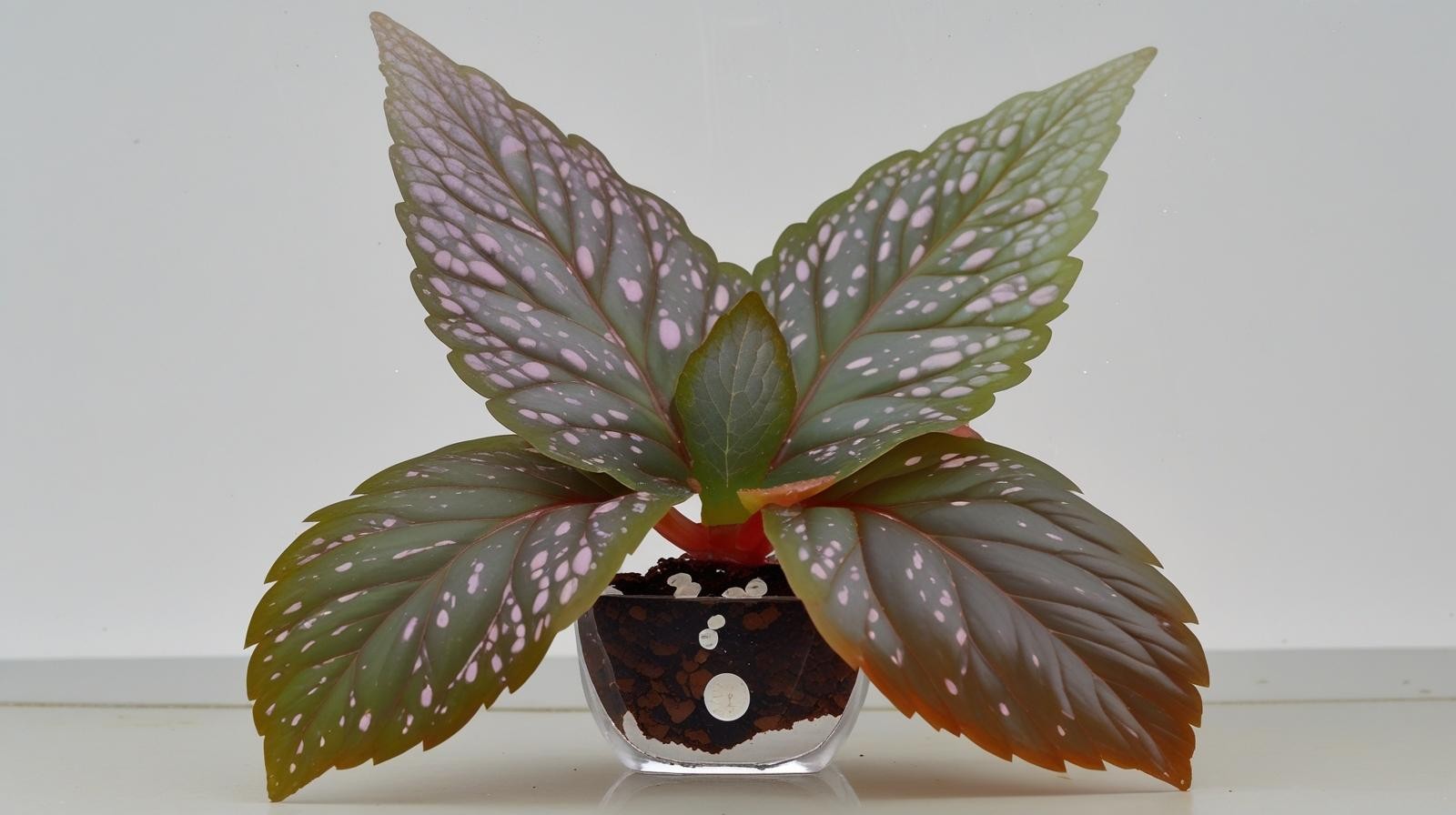 Angel Wing Begonia Benigo Pink Live Rooted Starter House Plants BUY 2 GET 1 FREE