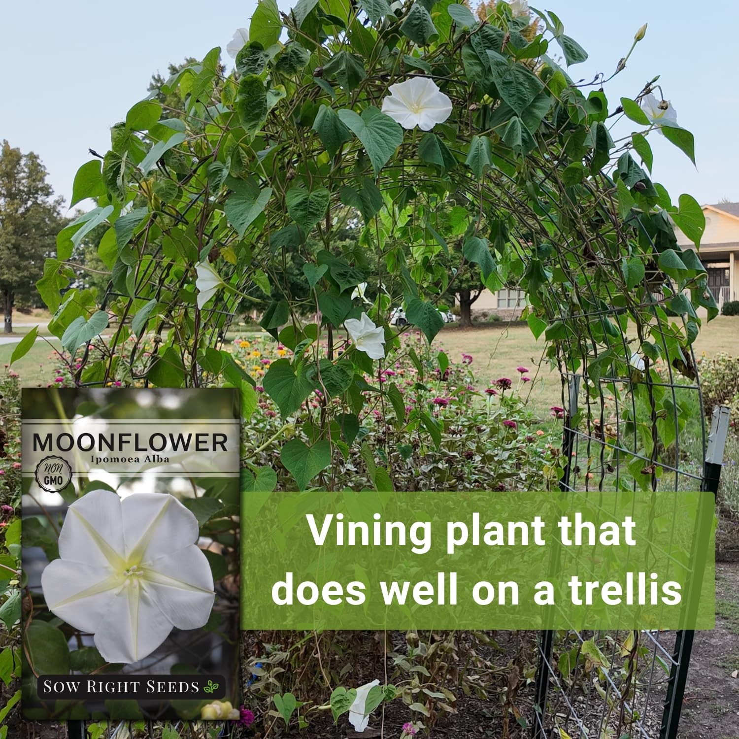 Sow Right Seeds – Moonflower for Planting – Ipomoea alba – Vining white