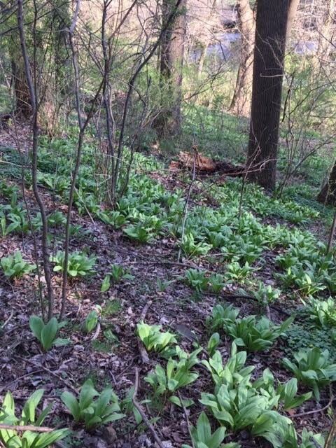 40 ORGANIC Ramp bulbs to plant Wild Leek Fresh Allium Tricoccum Onion Garlic