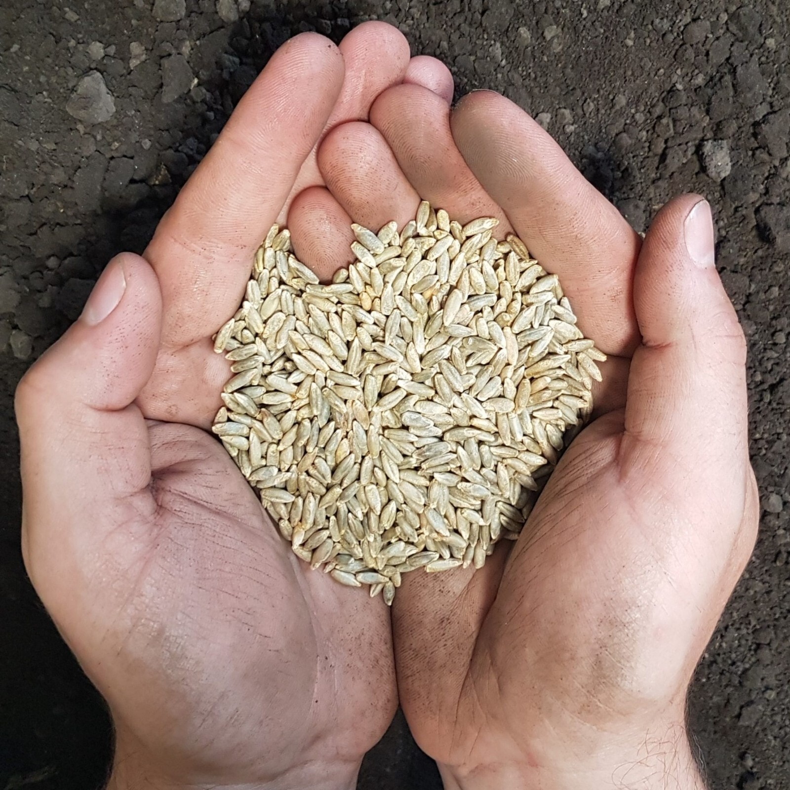 Winter Rye Seed 5 Lbs. Cereal Sprouting Garden Cover Crop Food Plot Deer