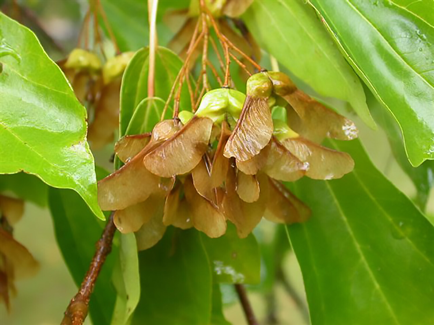Trident Maple, Acer buergerianum, Tree Seeds