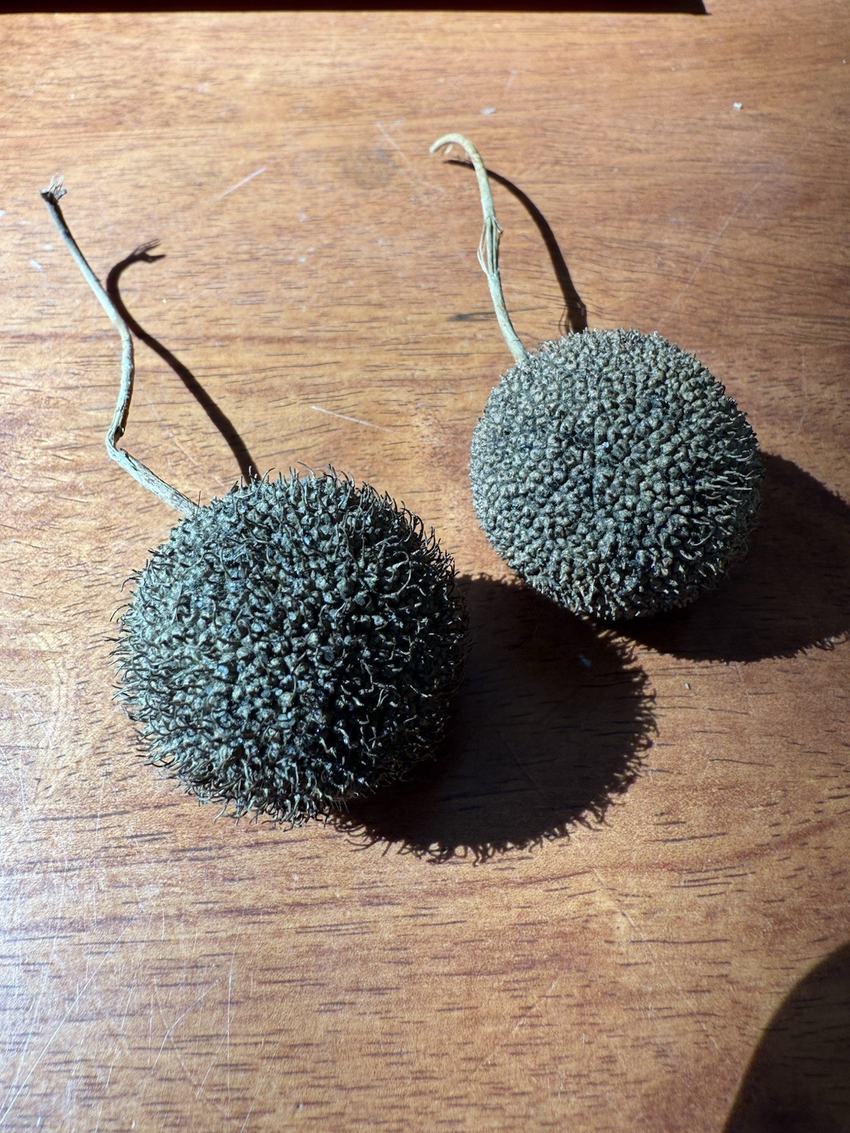 American Sycamore Tree Seeds Platanus occidentalis Stratified Overwintered Ready