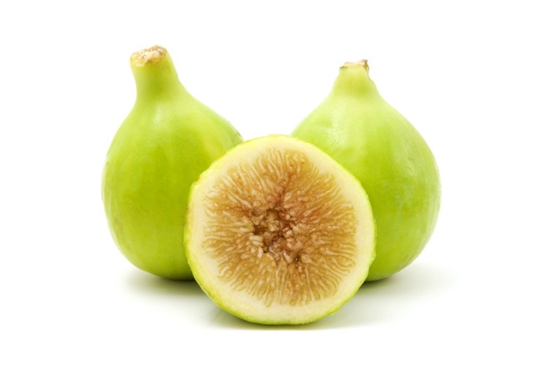 1 Lattarula Italian Honey Fig Tree Starter Plug – Ficus carica