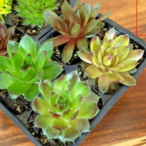 Cold Hardy Succulents Sedum &Sempervivum asst. Succulents 2″ In/Outdoor Set of 4