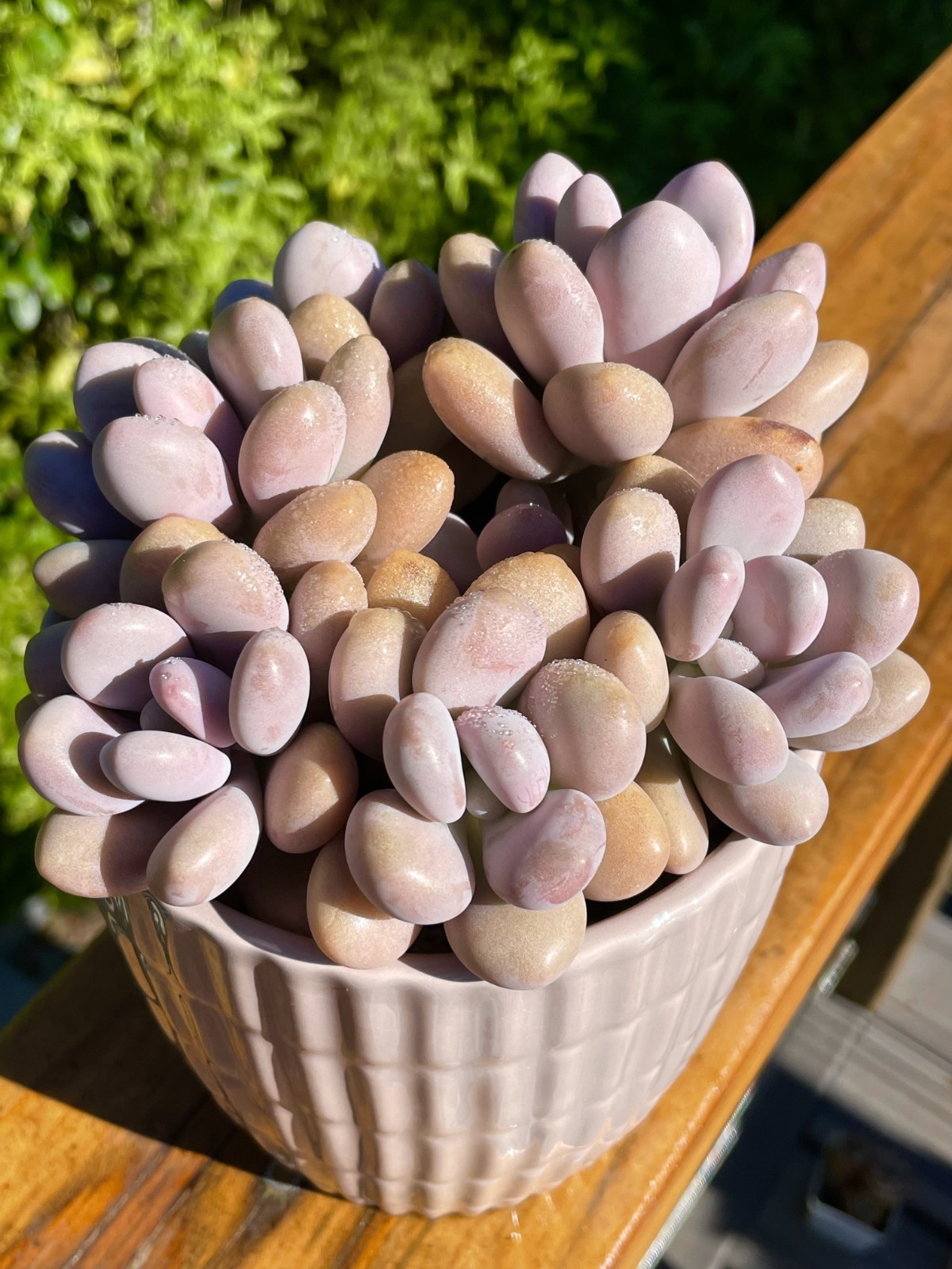 Rare Succulent Lavender Pebbles Decor Gift Live Plant Rooted 1-Head 2-3 Inch