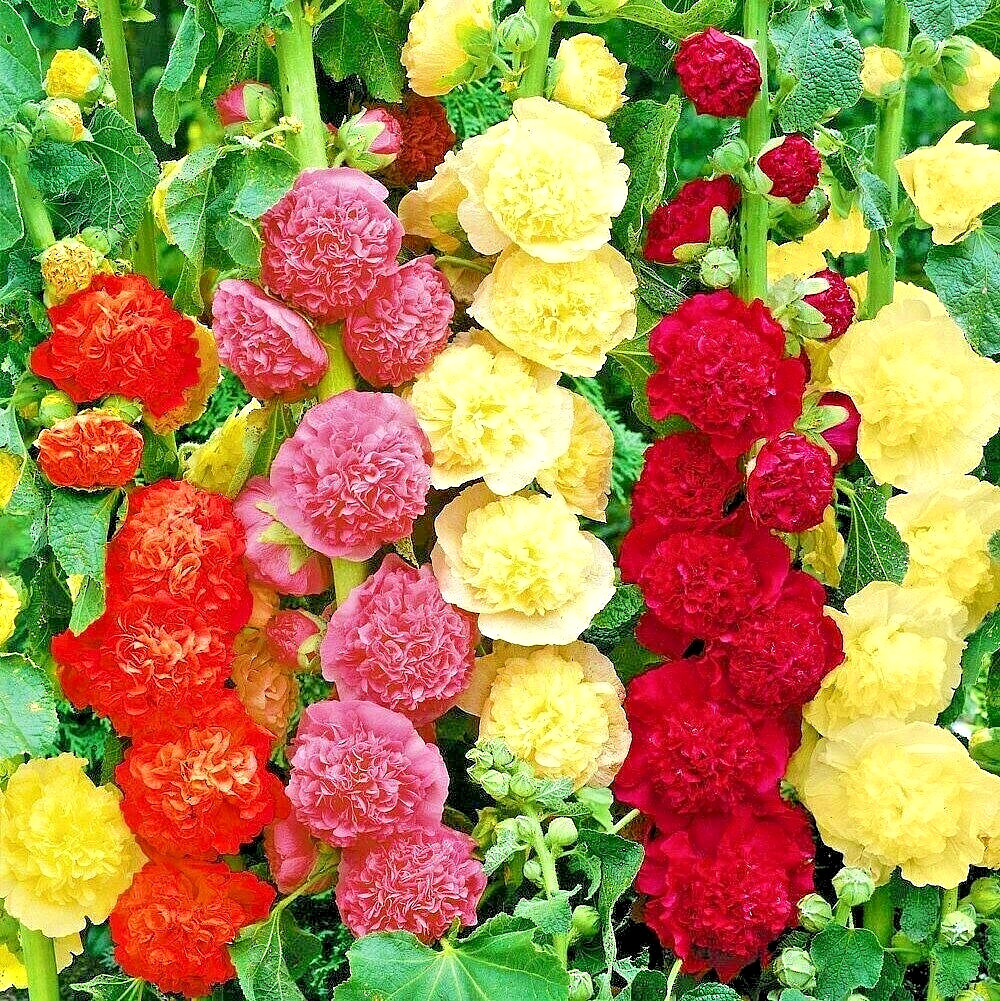60 HOLLYHOCK RARE MIX SEEDS AUTUMN GARDEN PLANTING HUGE FLOWERS BEES BORDERS USA