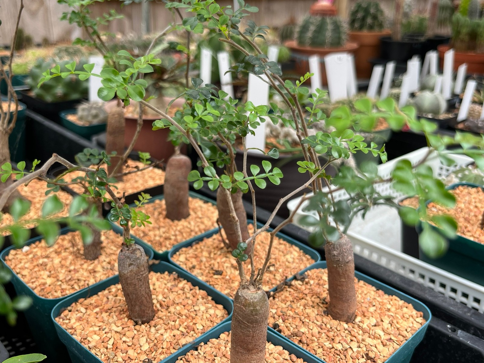 Succulent- Operculicarya pachypus 3.15″ (DOB: 2024; caudex plant)
