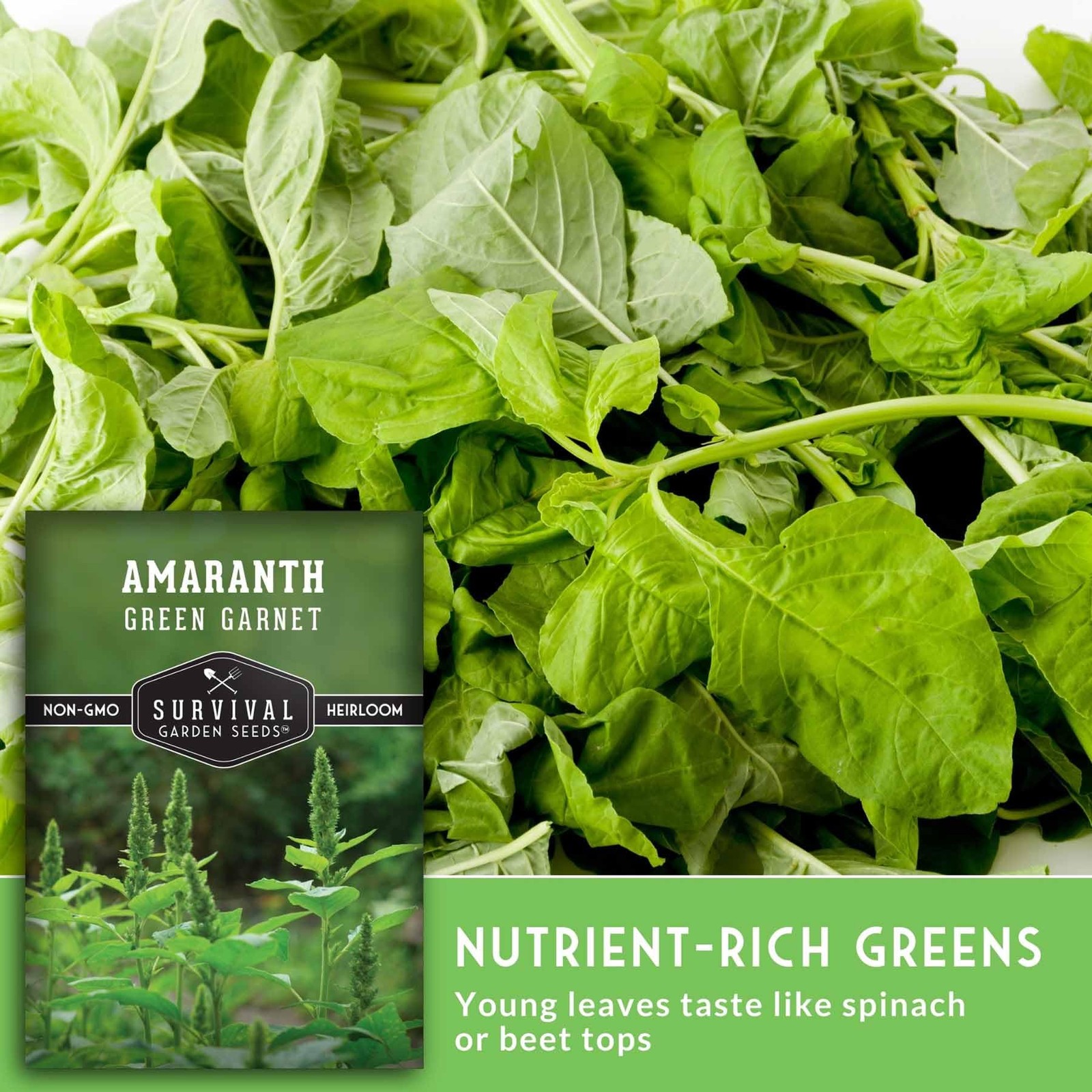 Green Garnet Amaranth Seeds for Planting – Callaloo Leafy Greens green, red
