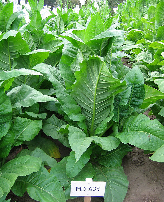 1000 MD 609 Tobacco Seeds ~ Nicotiana Tabacum ~ HUGE Leaves!