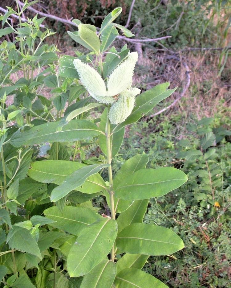 51+COMMON MILKWEED Seeds Native Wildflower Container Flower Garden Heat Cold