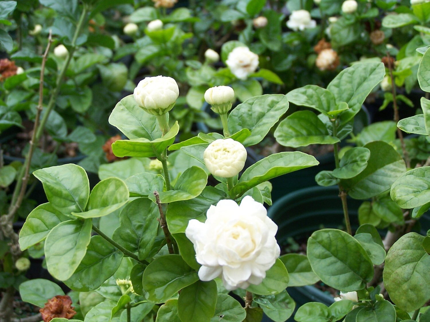 4″ Pot~Grand Duke of Tuscany Jasmine~Jasminum Sambac~Extremely Fragrant!