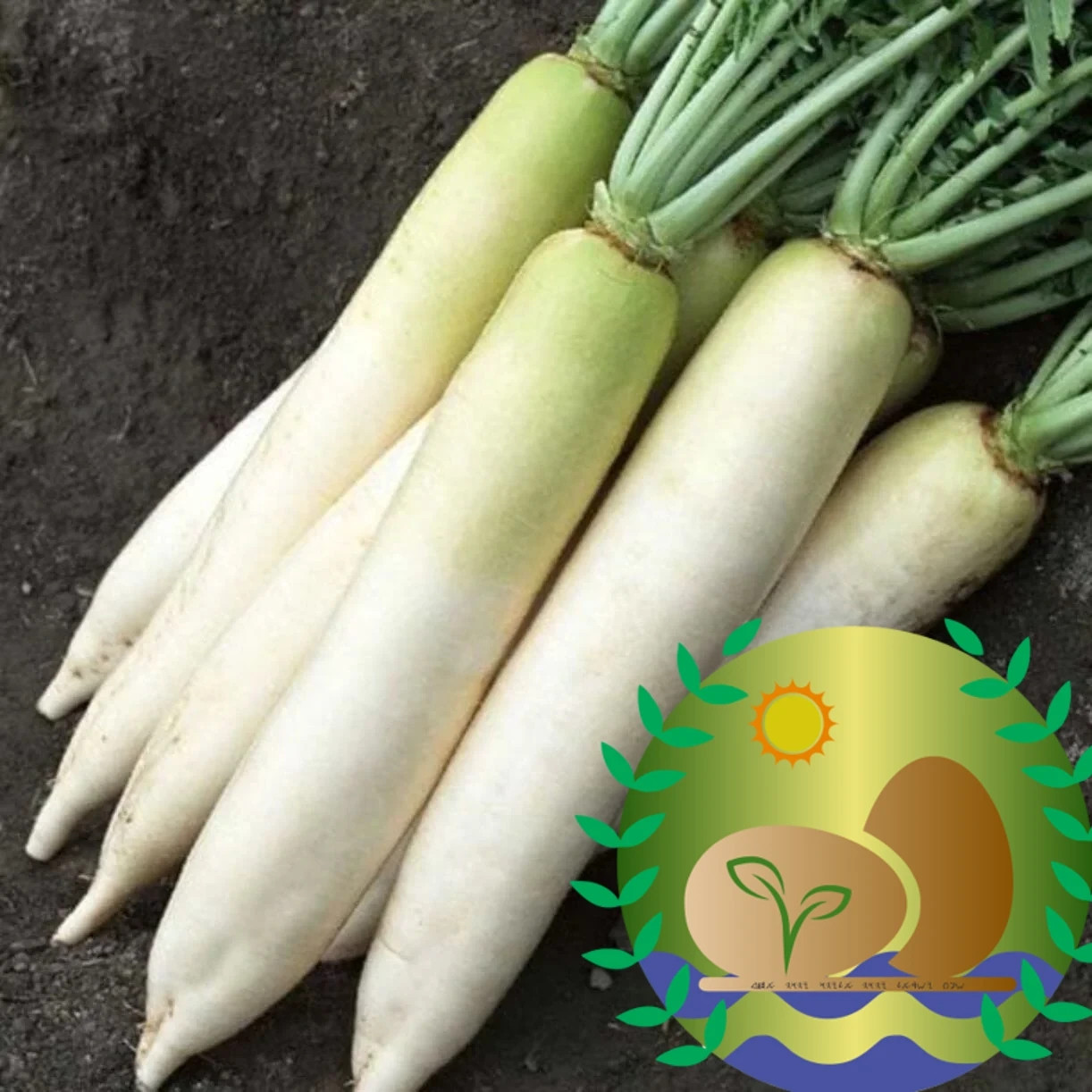 Minowase Daikon Radish Seeds | NON-GMO | Heirloom | FREE SHIPPING