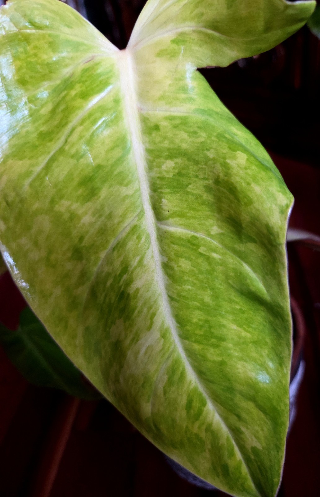 Rare Philodendron Variegated Golden Erubescens 18″ Tall Not Monstera Anthurium