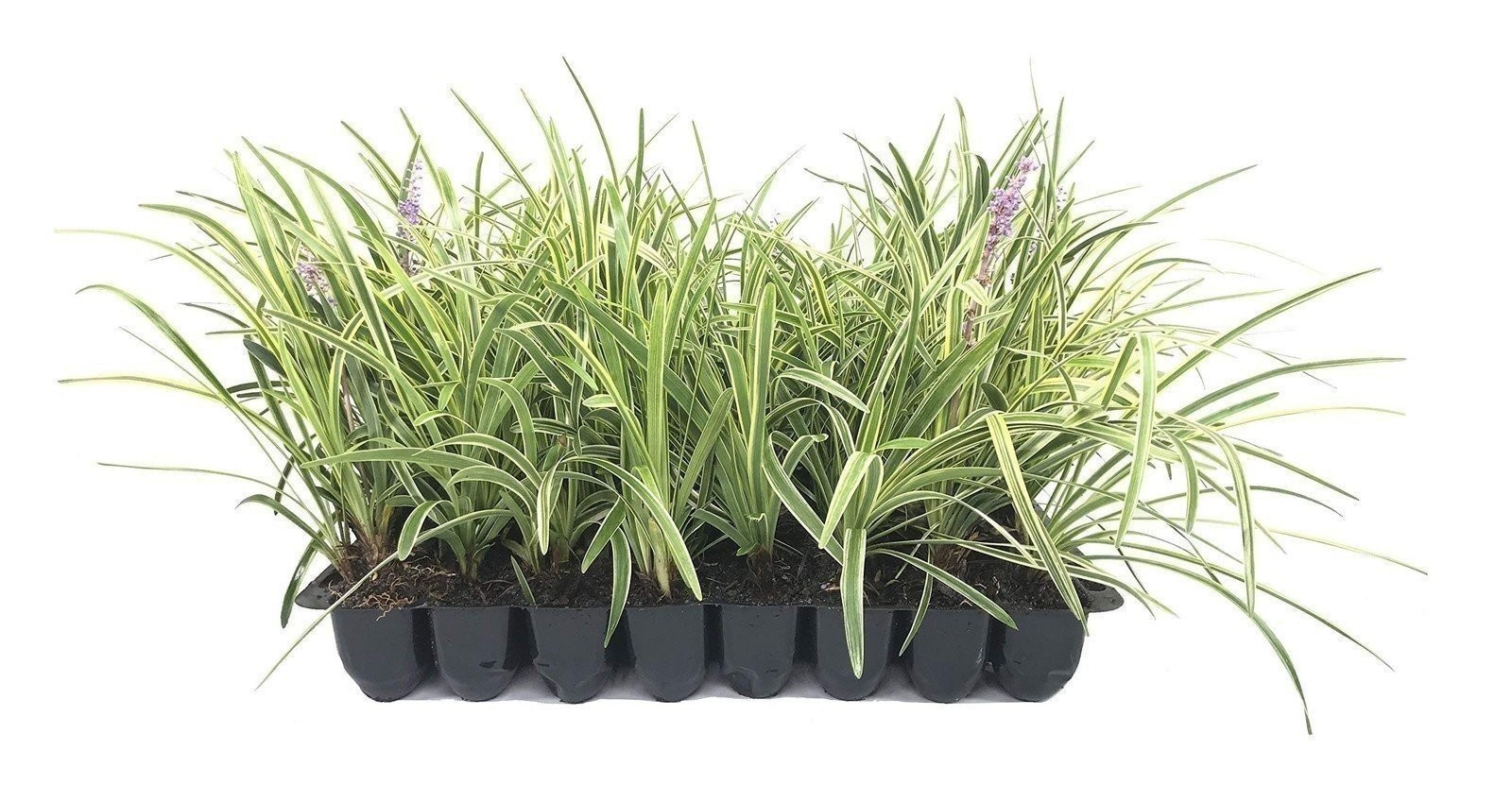 Liriope Variegated | 2 Inch | Liriope muscari | Low Maintenance | Hardy Plant