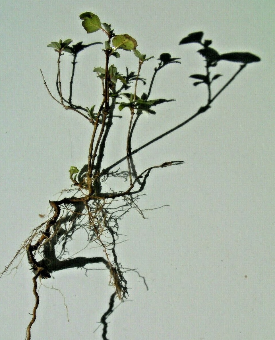 Mystery evergreen tree, unknown very hardy, pre-bonsai pre bonsai plant