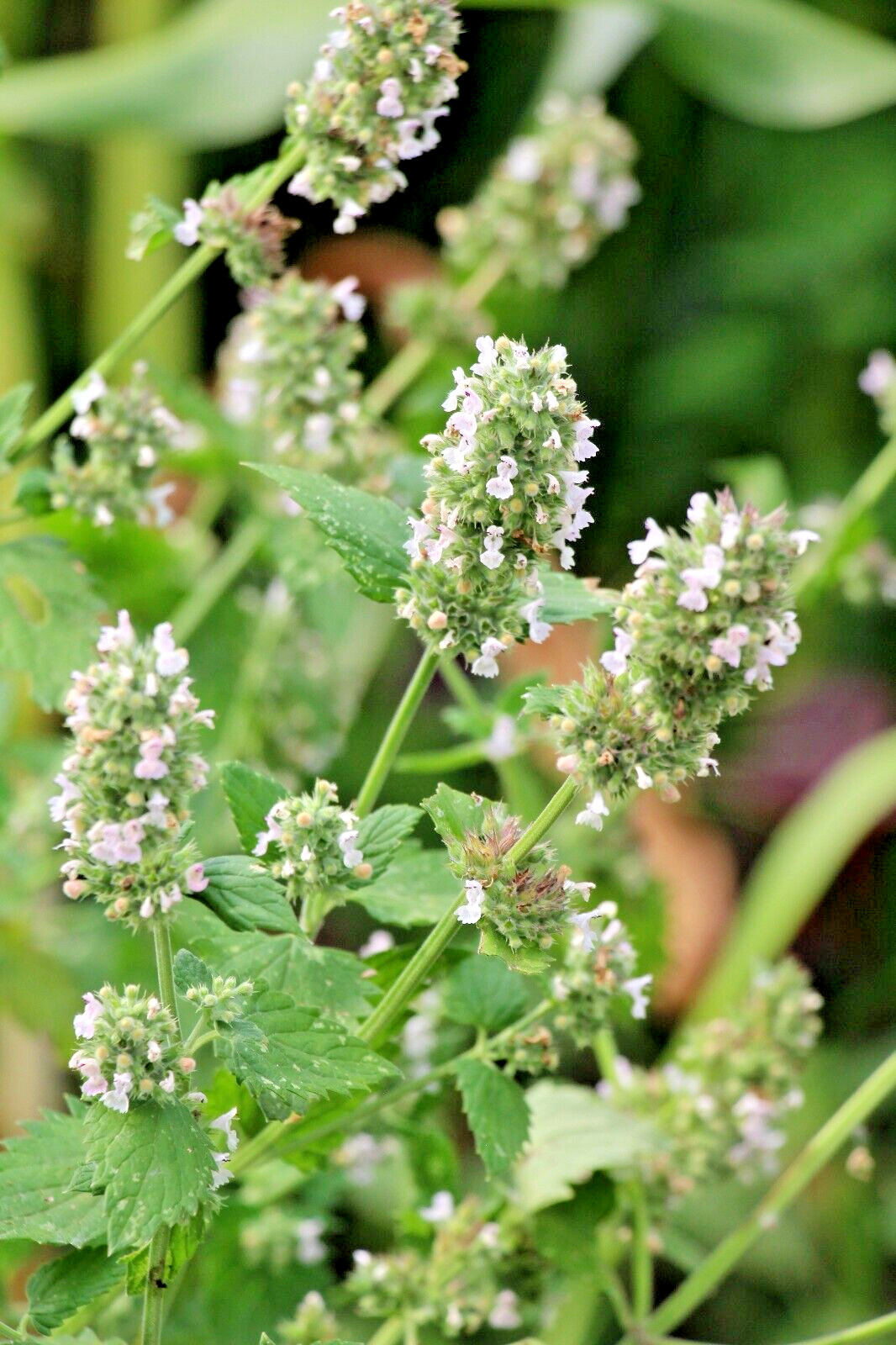 LEMON BALM 100 SEEDS, MELISSA OFFICINALIS, HERB, mariesgreengarden