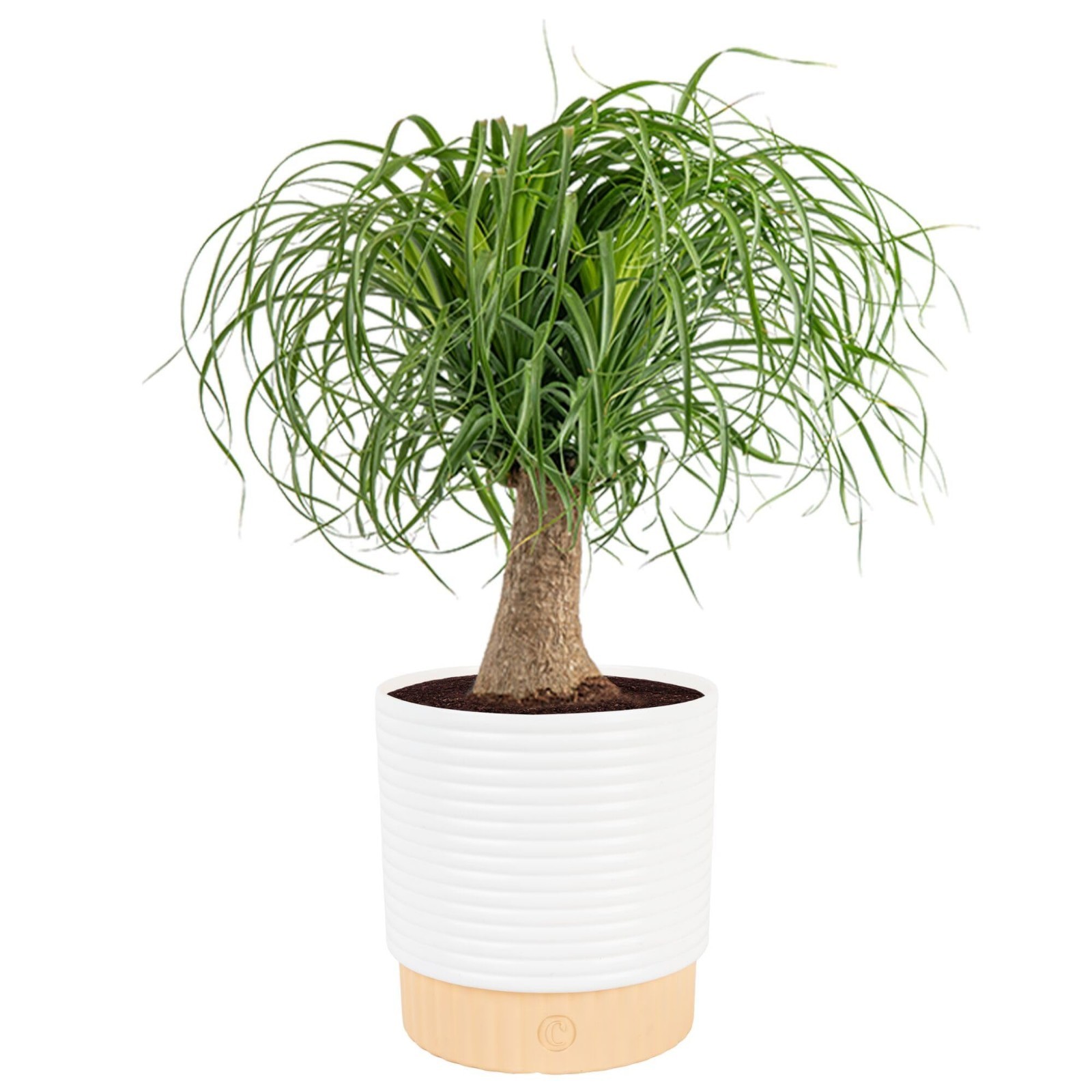 Ponytail Palm Live Plant in Decorative Pot – Easy Care Indoor Houseplant, 12-24″